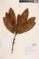 Mastichodendron capiri image