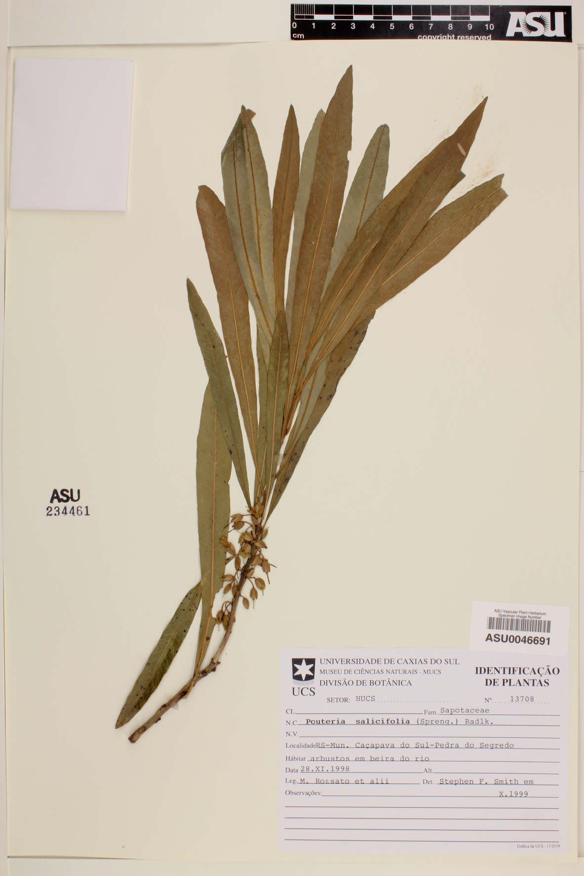 Pouteria salicifolia image