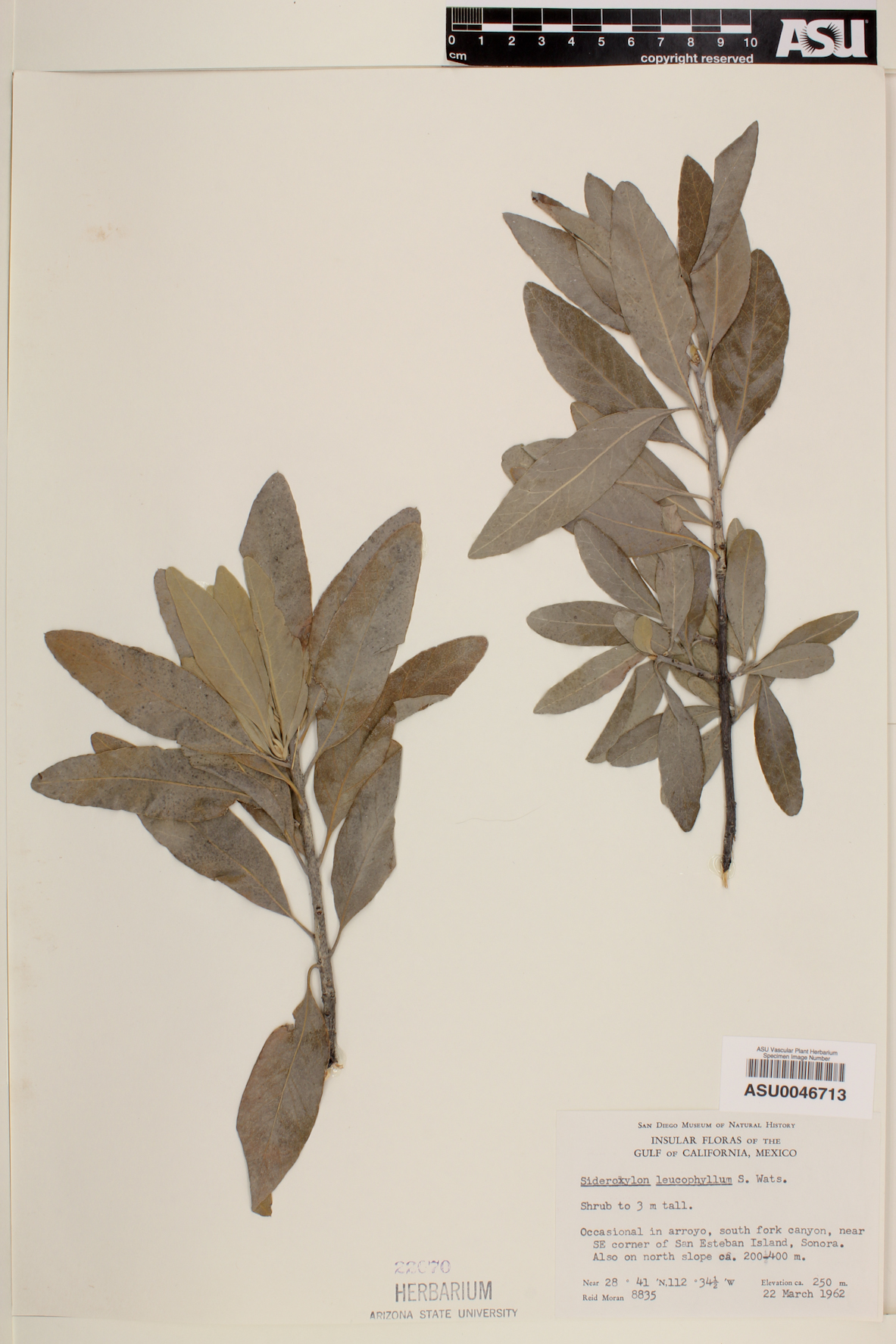 Sideroxylon leucophyllum image