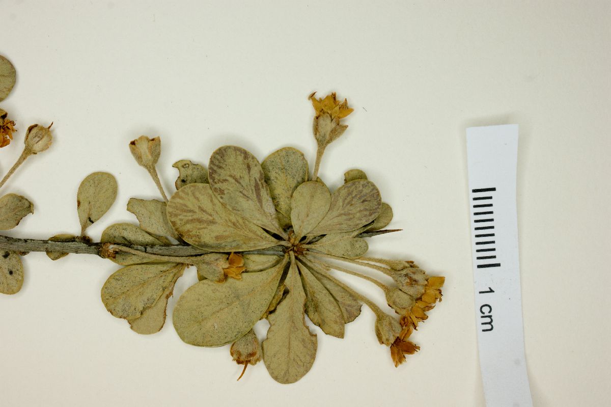 Bumelia occidentalis image