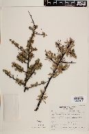 Bumelia occidentalis image