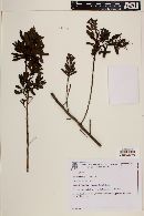 Image of Escallonia ledifolia
