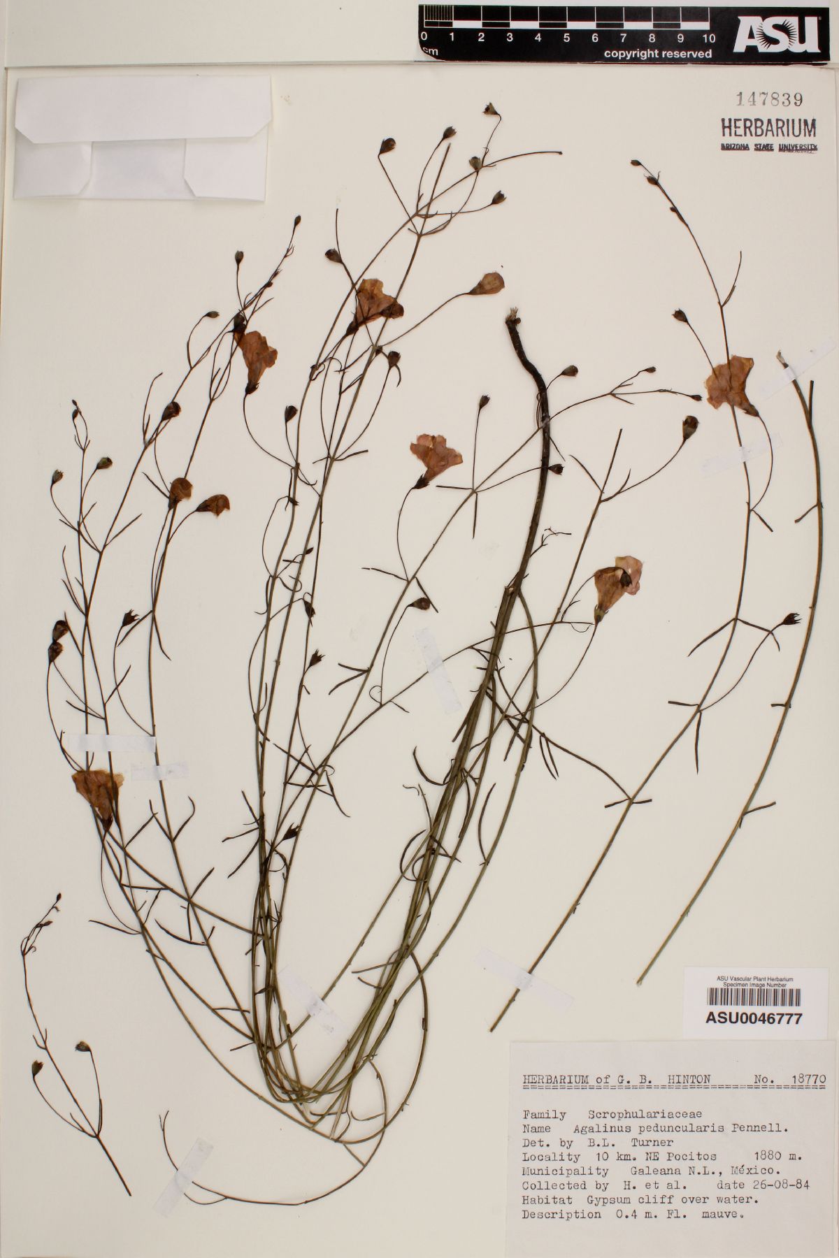 Agalinis peduncularis image