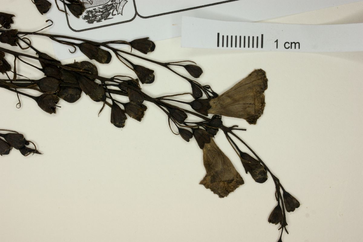 Agalinis ramulifera image