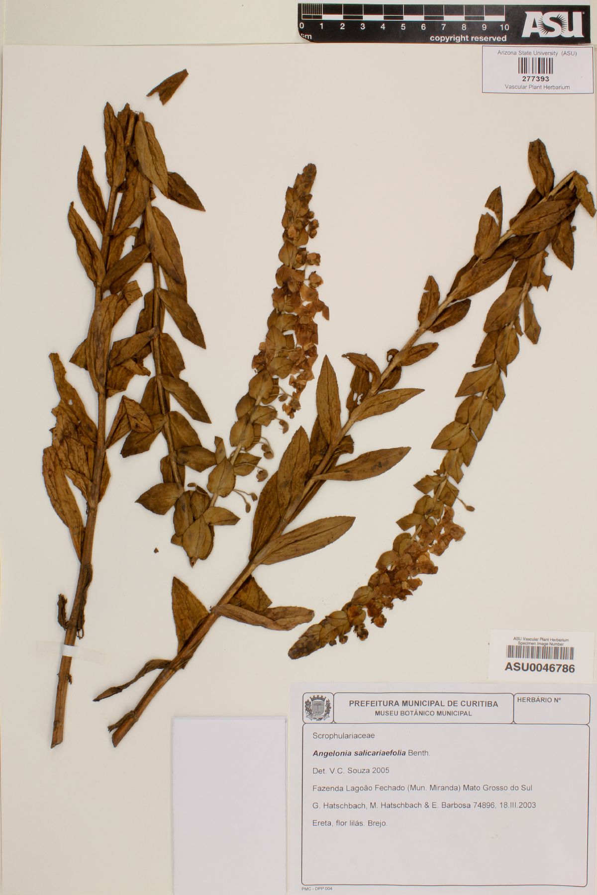 Angelonia salicariifolia image