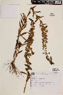 Angelonia salicariifolia image