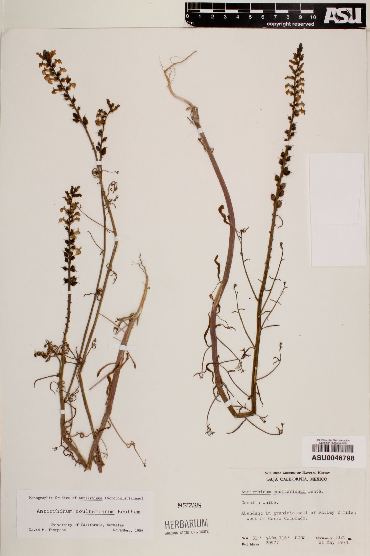 Sairocarpus coulterianus image
