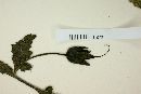 Aureolaria greggii image