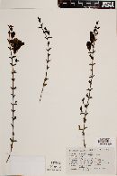 Aureolaria greggii image