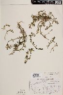 Bacopa monnieri image