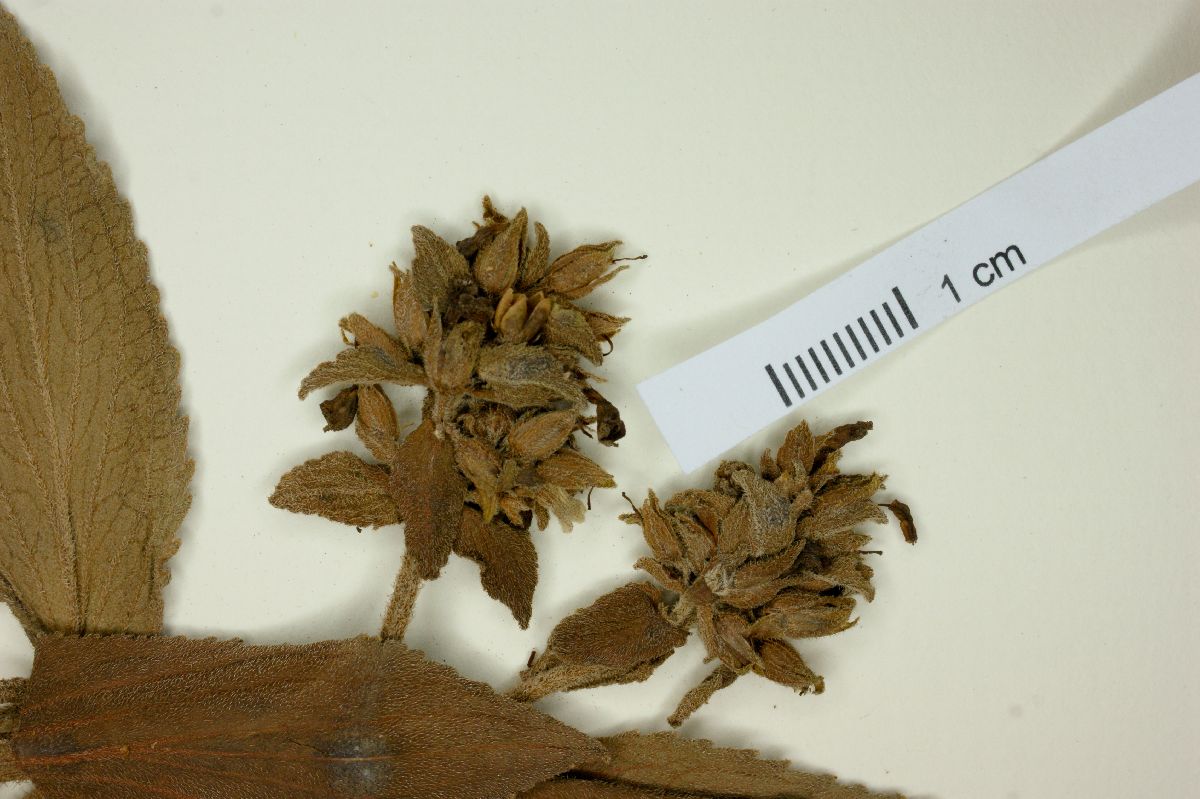 Bacopa paraguariensis image