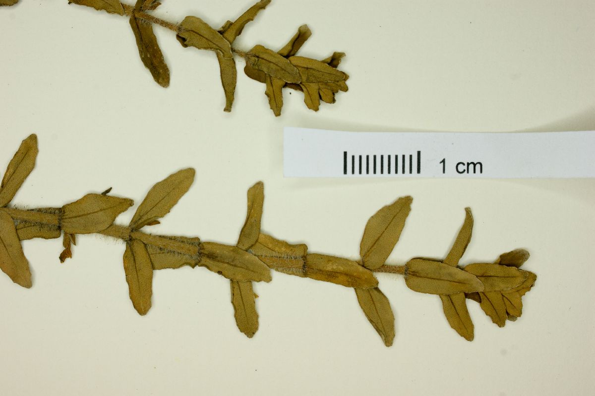Bacopa salzmannii image