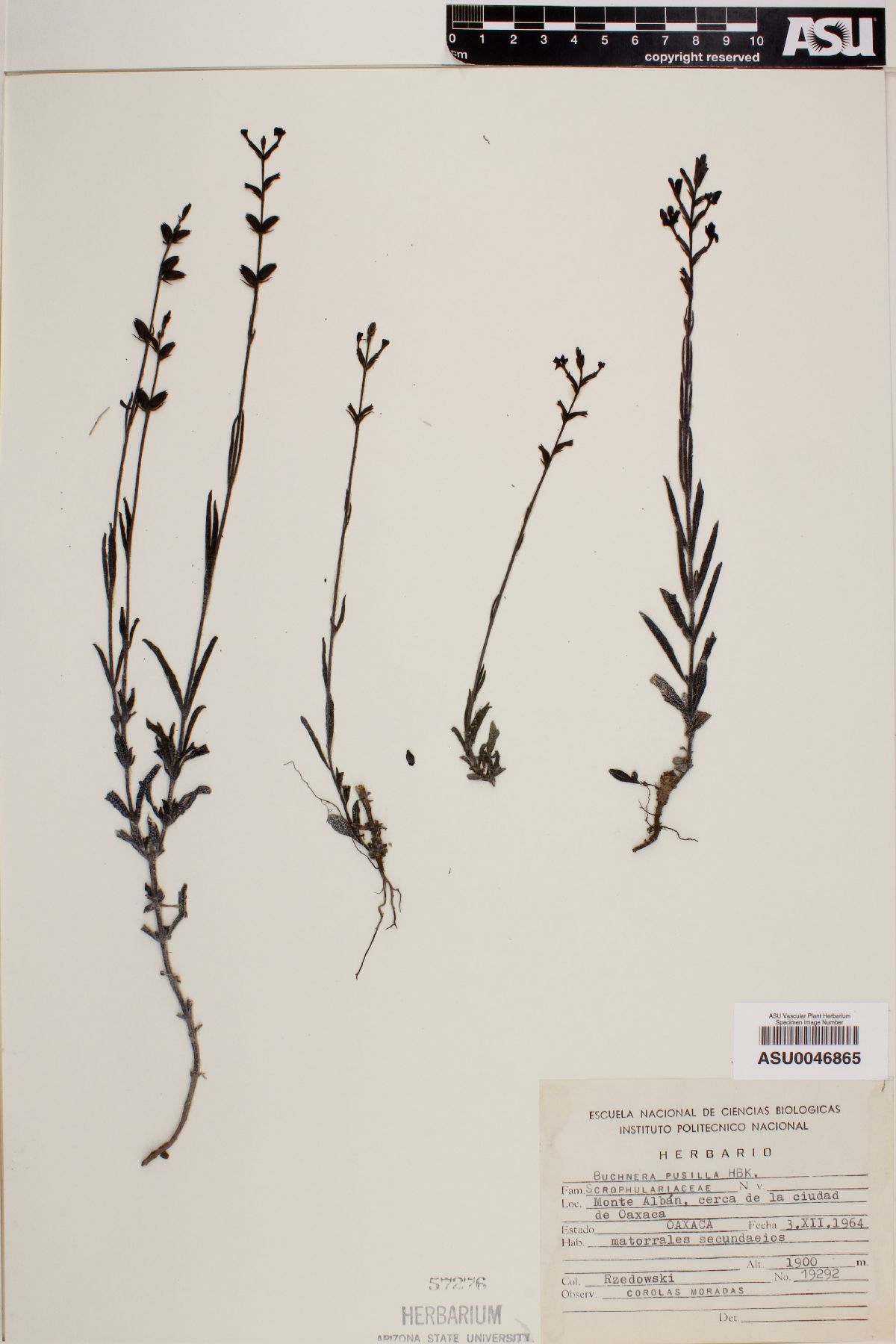 Buchnera pusilla image