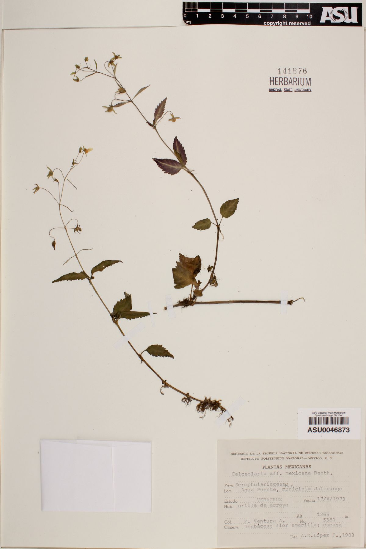 Calceolaria cana image