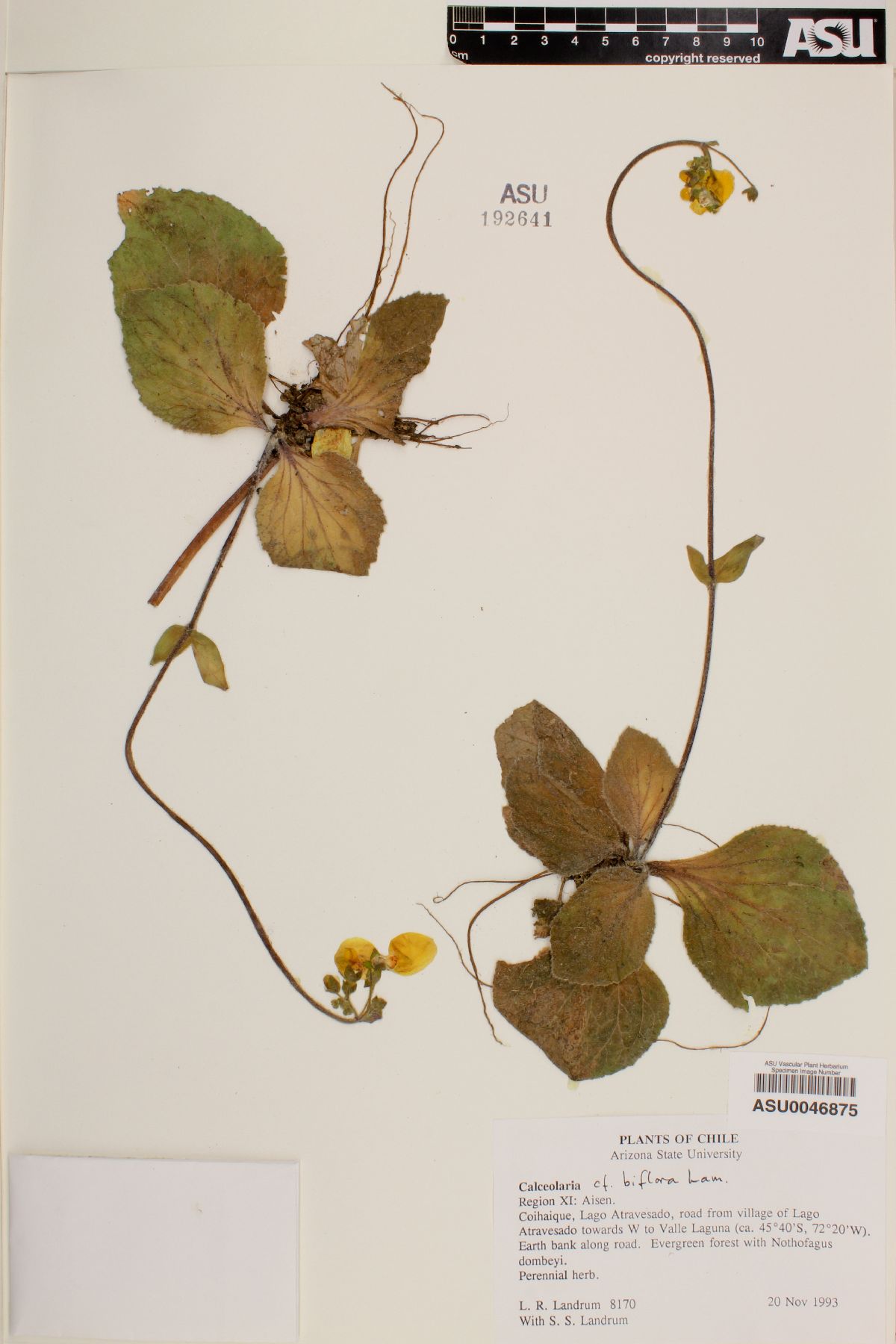 Calceolaria biflora image