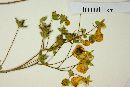 Calceolaria corymbosa image