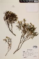 Calceolaria hypericina image