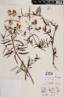 Calceolaria hyssopifolia image