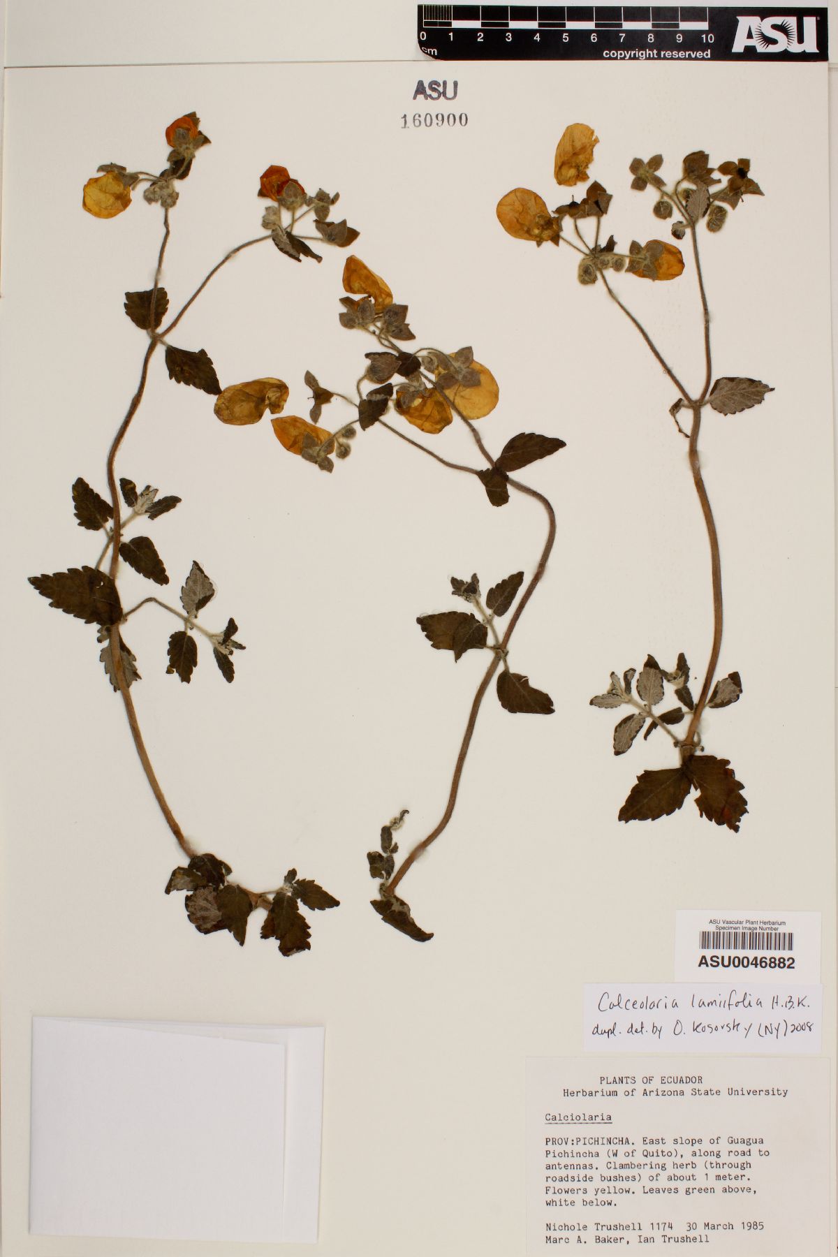 Calceolaria lamiifolia image