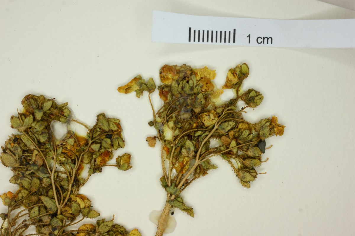 Calceolaria petioalaris image