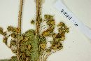 Calceolaria petioalaris image