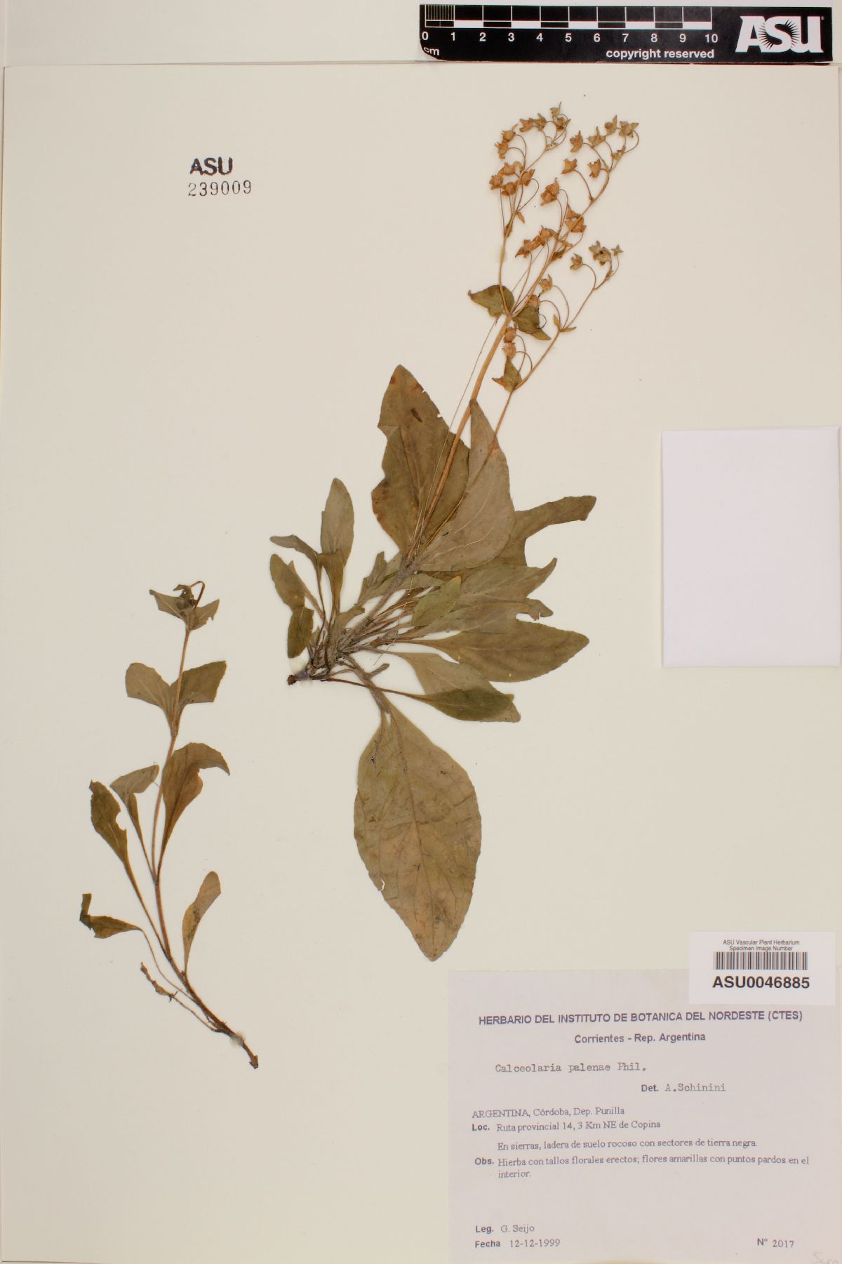 Calceolaria filicaulis image