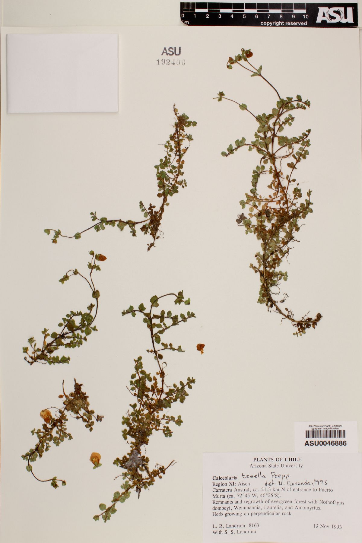 Calceolaria tenella image