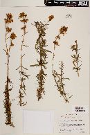 Calceolaria thyrsiflora image