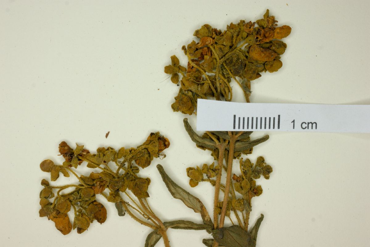 Calceolaria teucrioides image