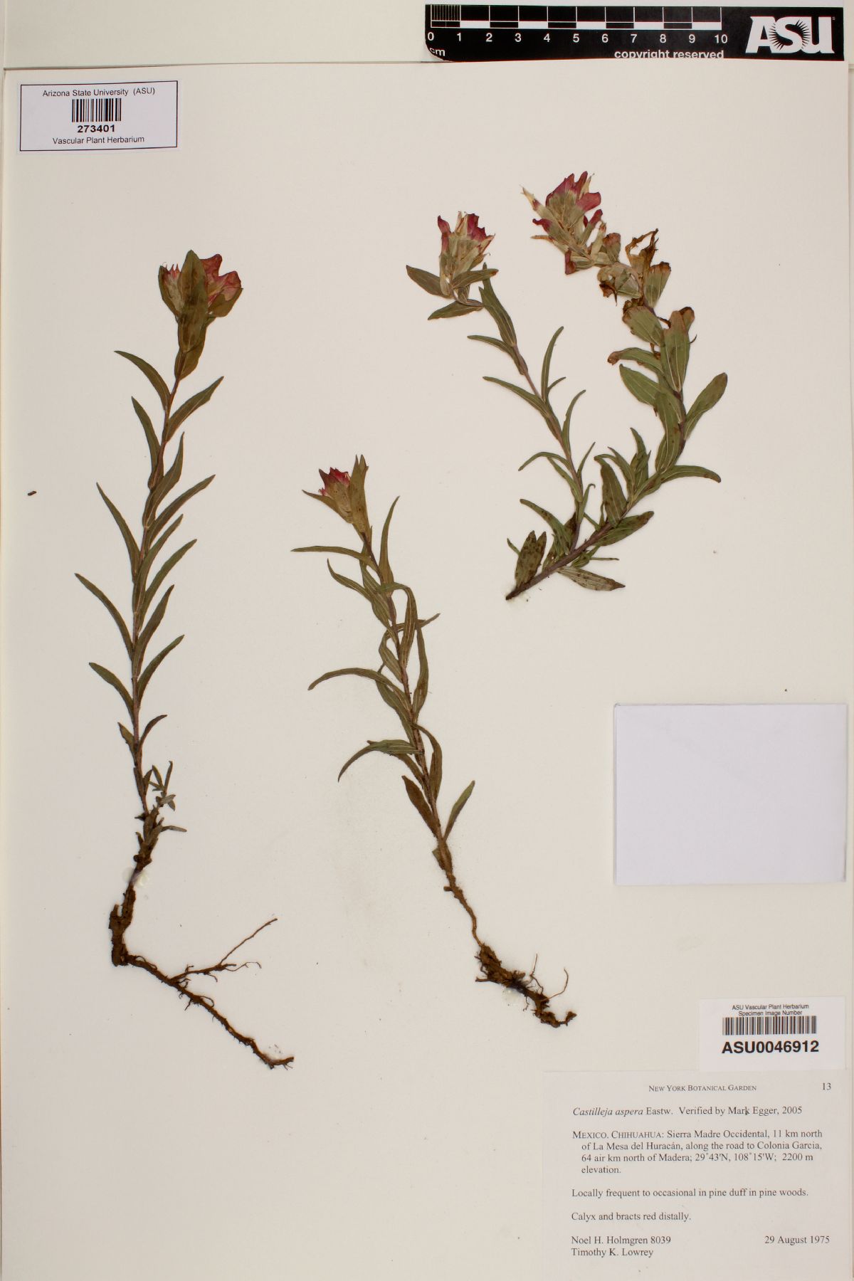 Castilleja aspera image