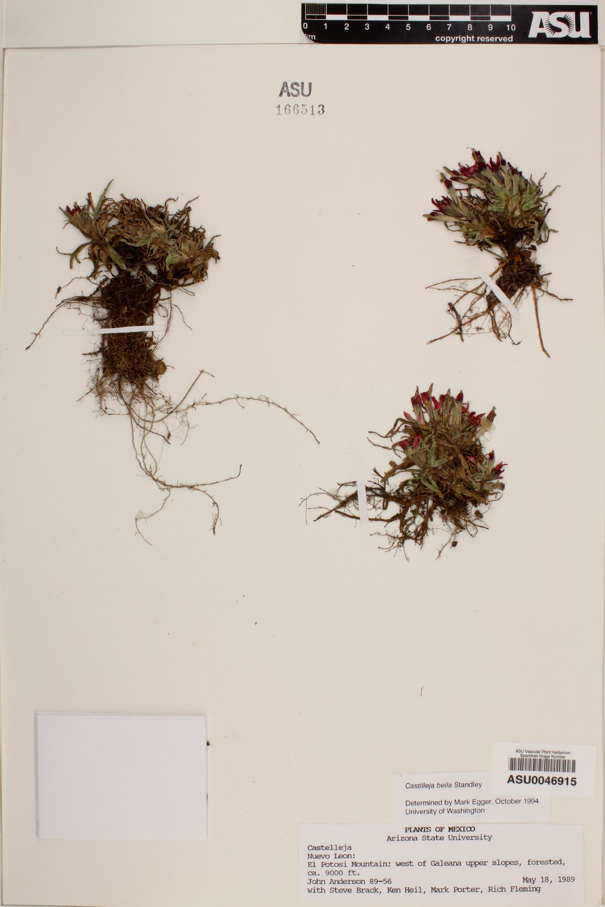 Castilleja bella image