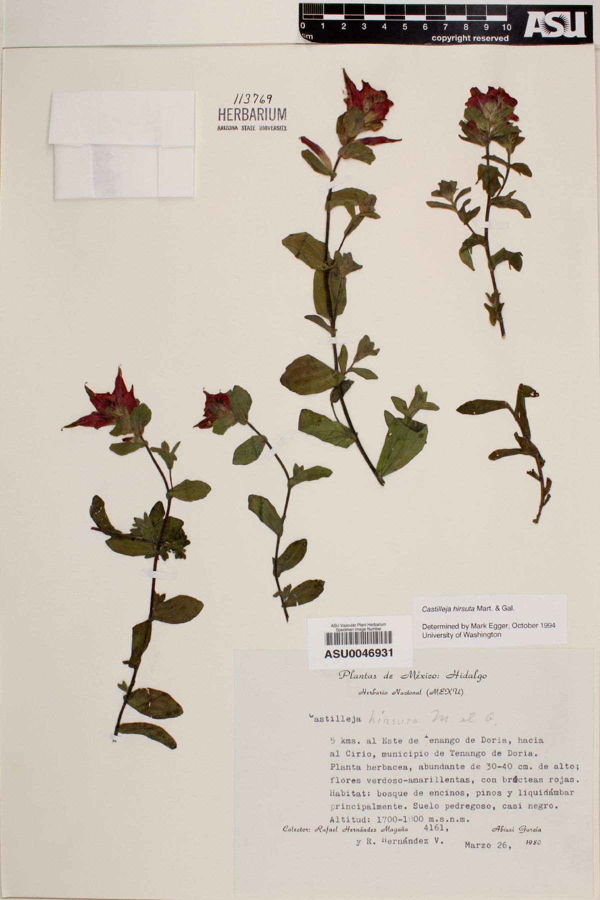 Castilleja hirsuta image