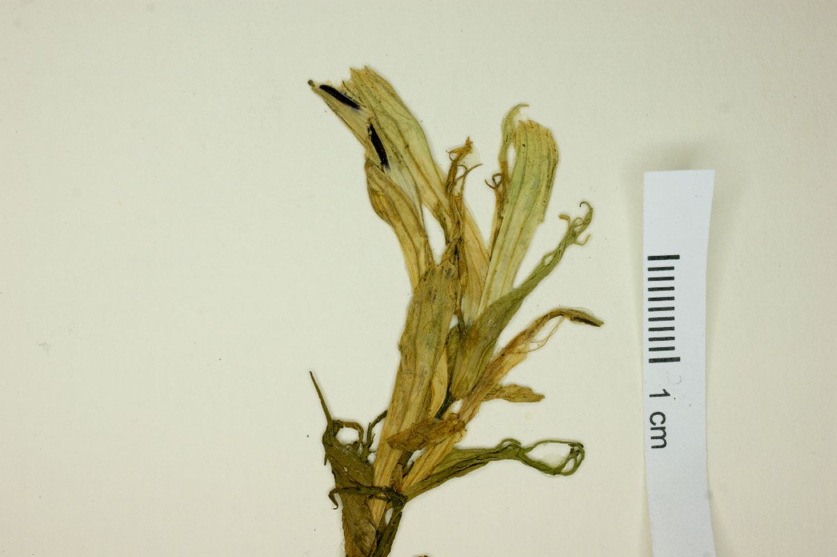 Castilleja moranensis image