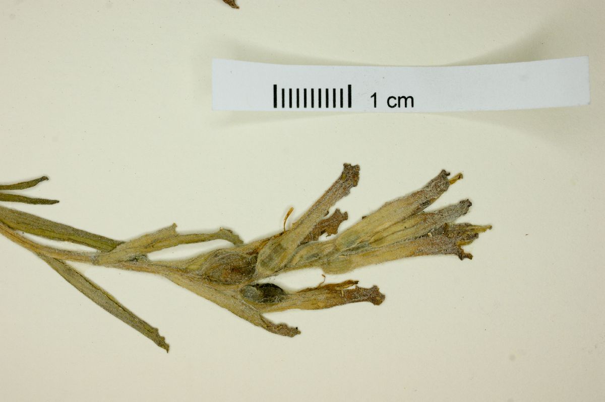 Castilleja sphaerostigma image