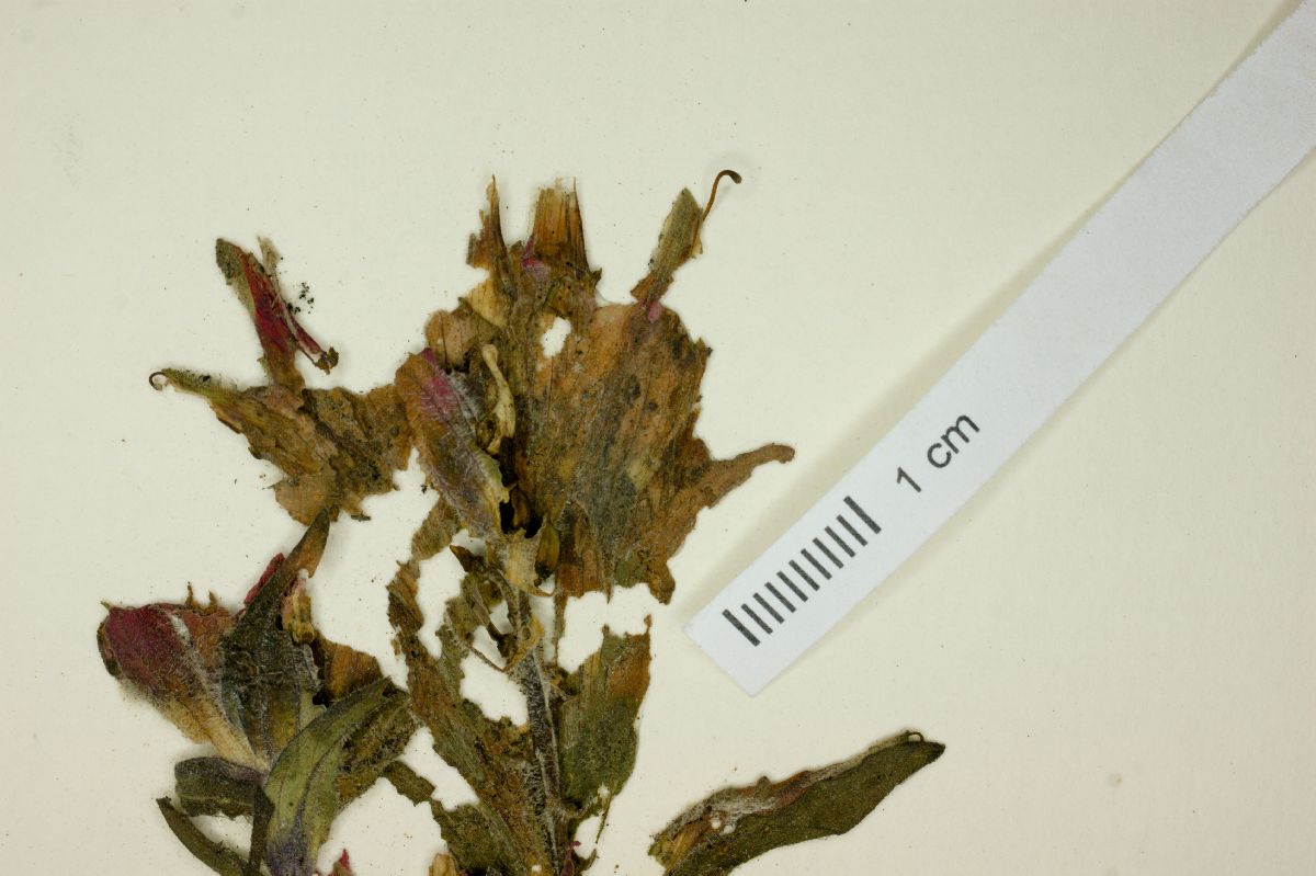 Castilleja scorzonerifolia image