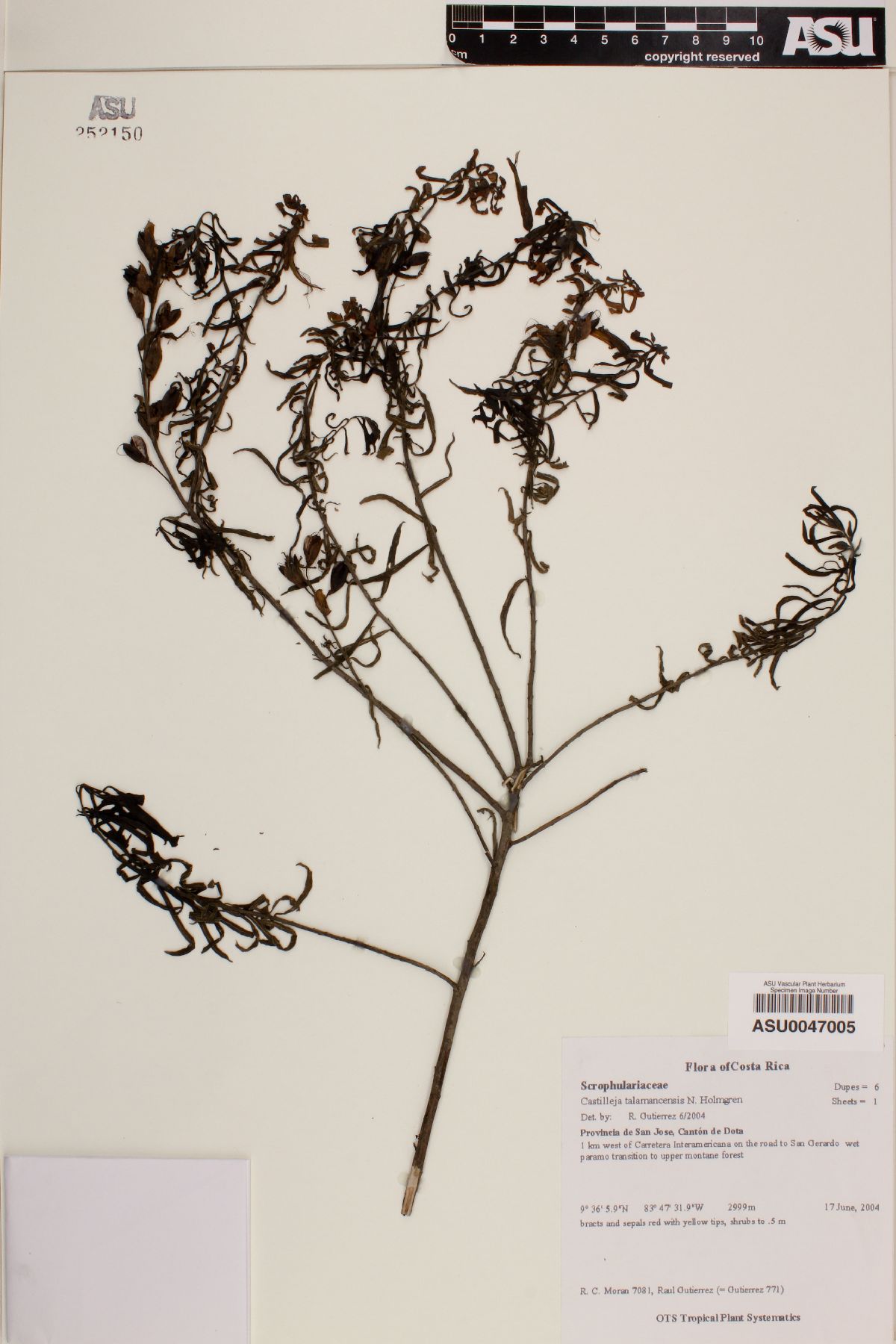 Castilleja talamancensis image
