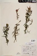 Castilleja tenuiflora image