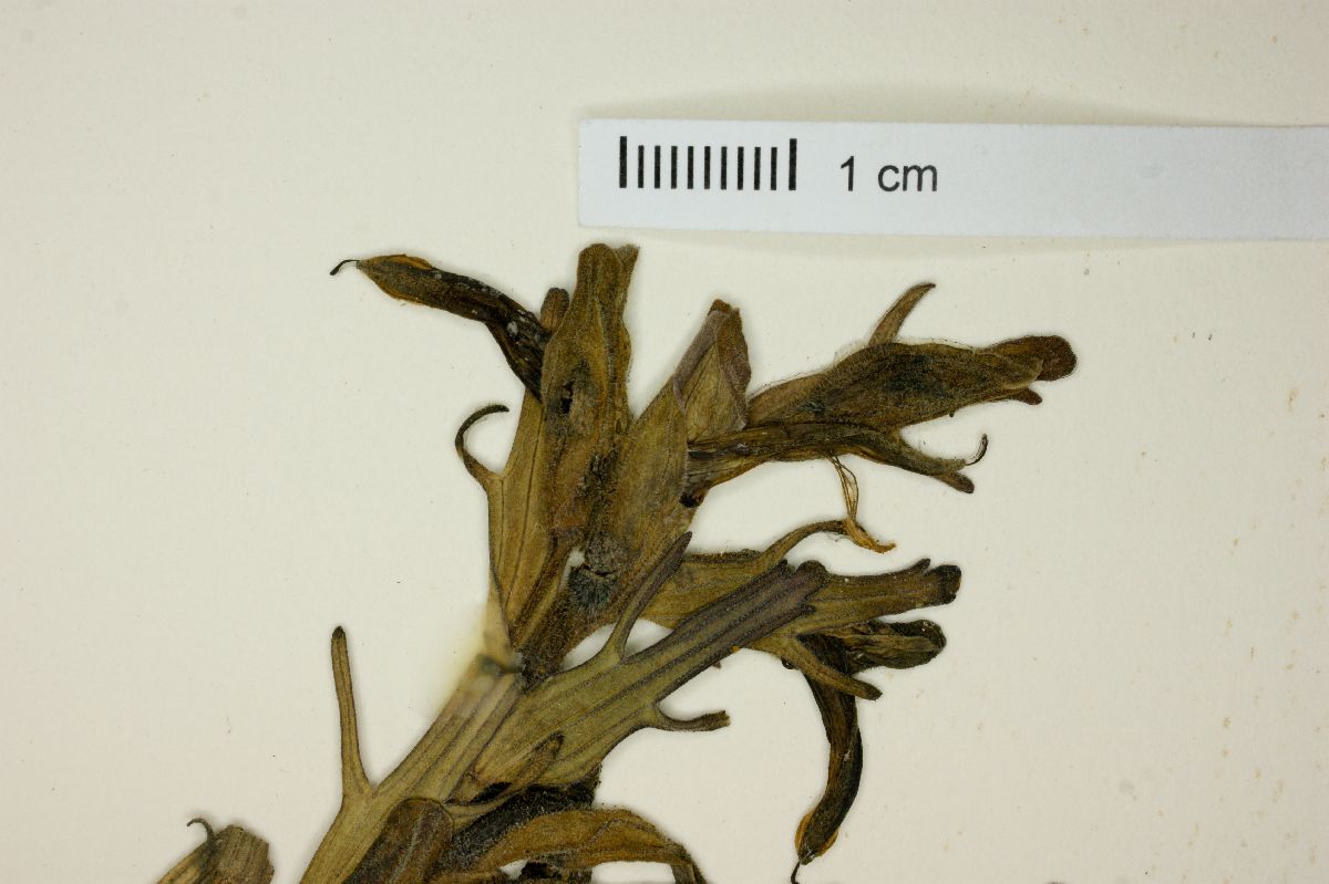 Castilleja fissifolia image