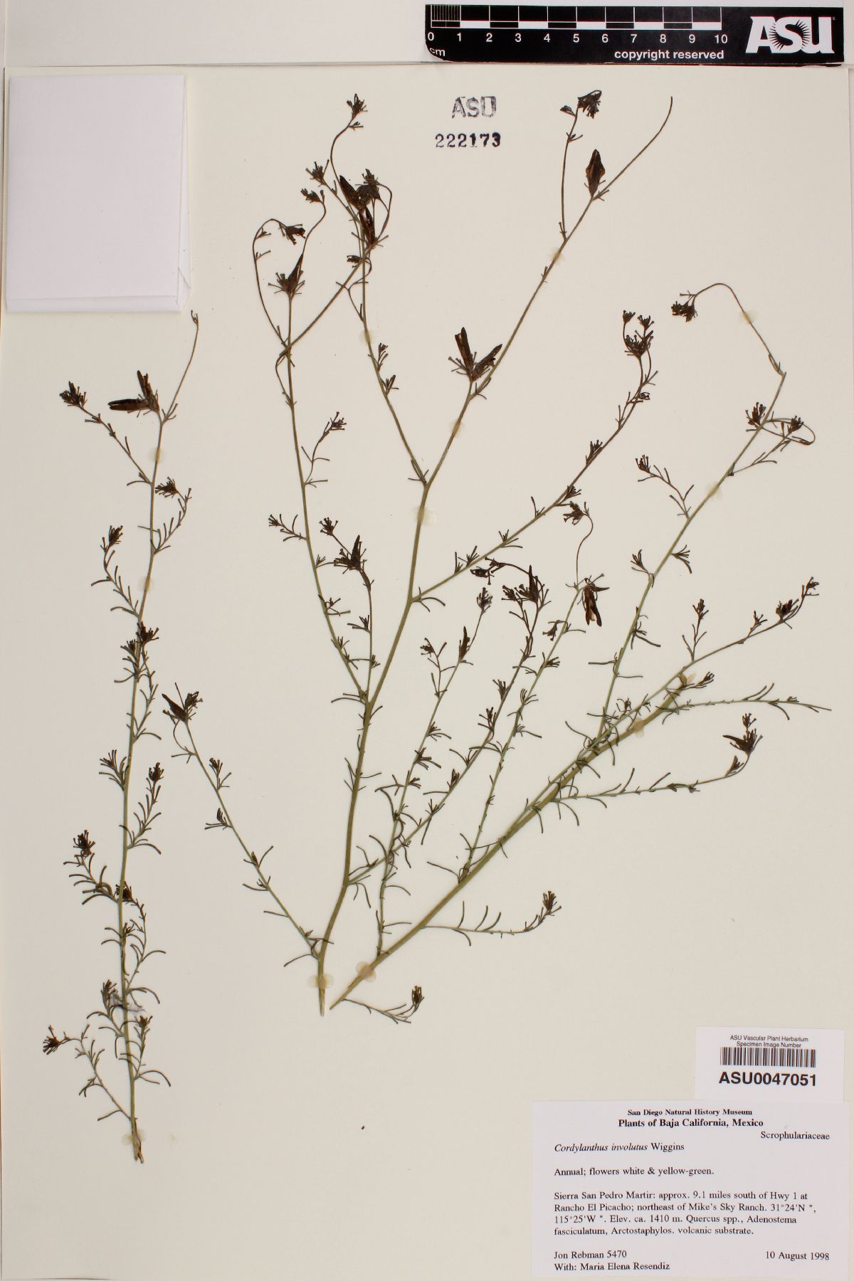 Cordylanthus involutus image