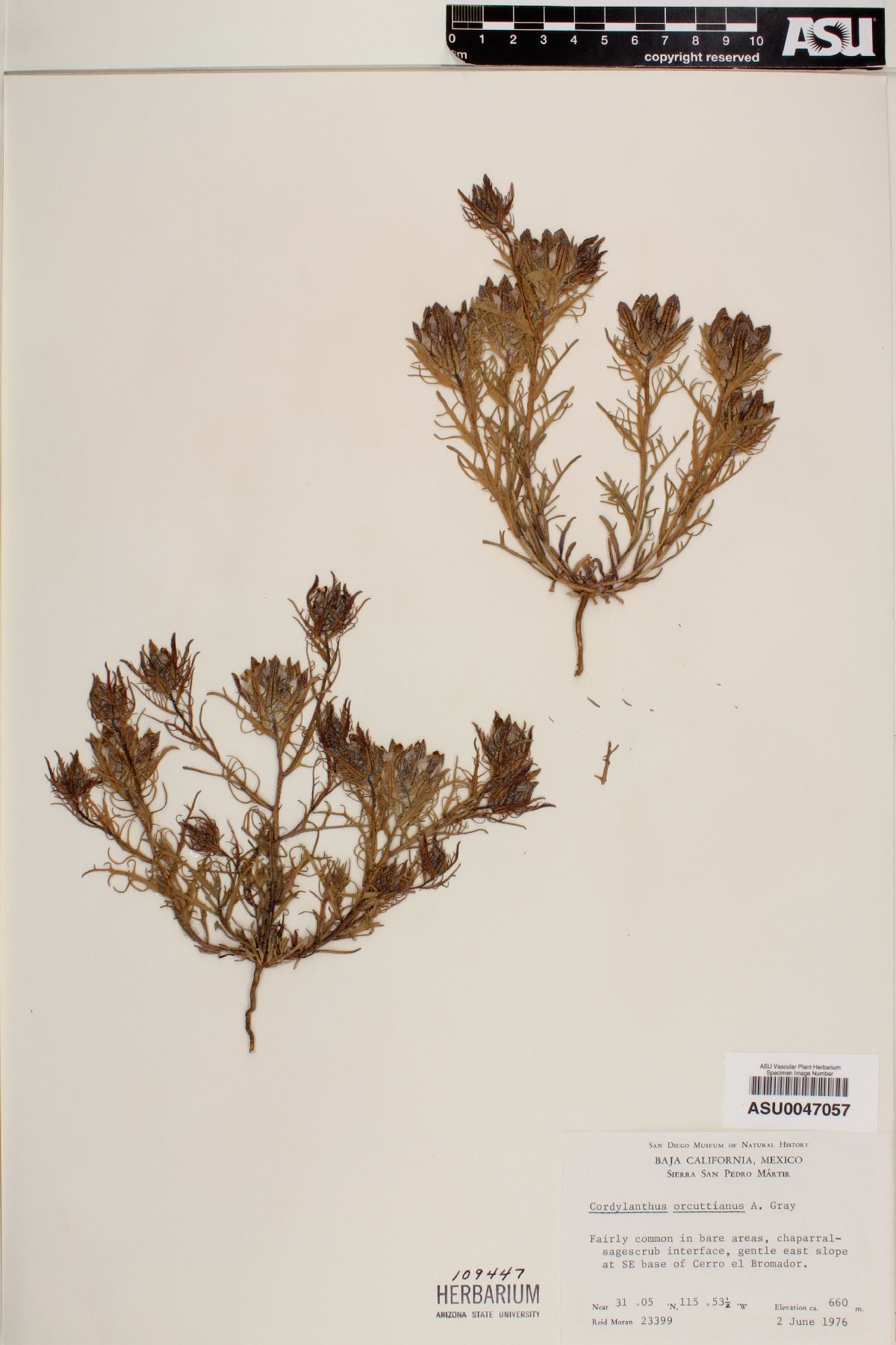 Cordylanthus orcuttianus image