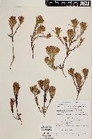 Cordylanthus orcuttianus image