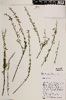 Image of Galvezia fruticosa