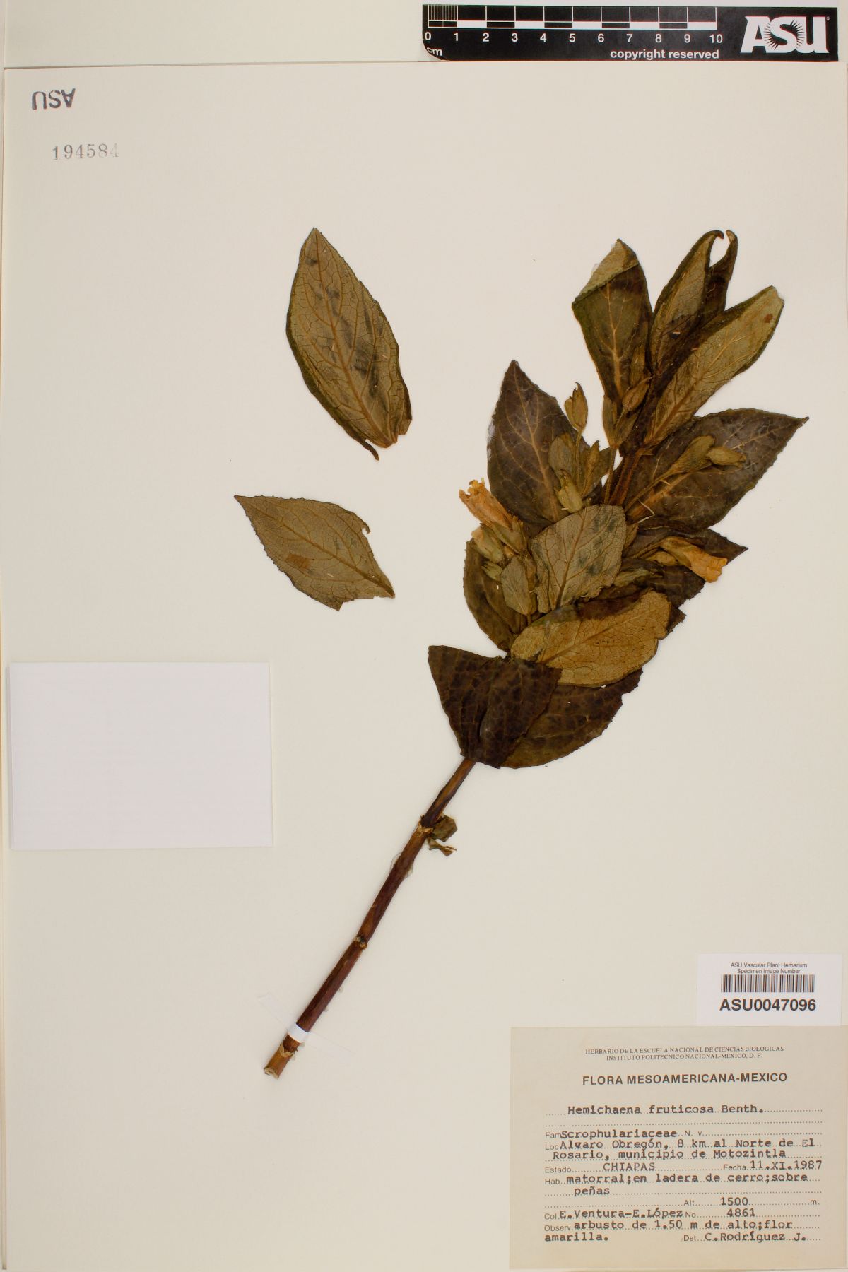 Hemichaena fruticosa image