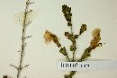 Hemichaena spinulosa image