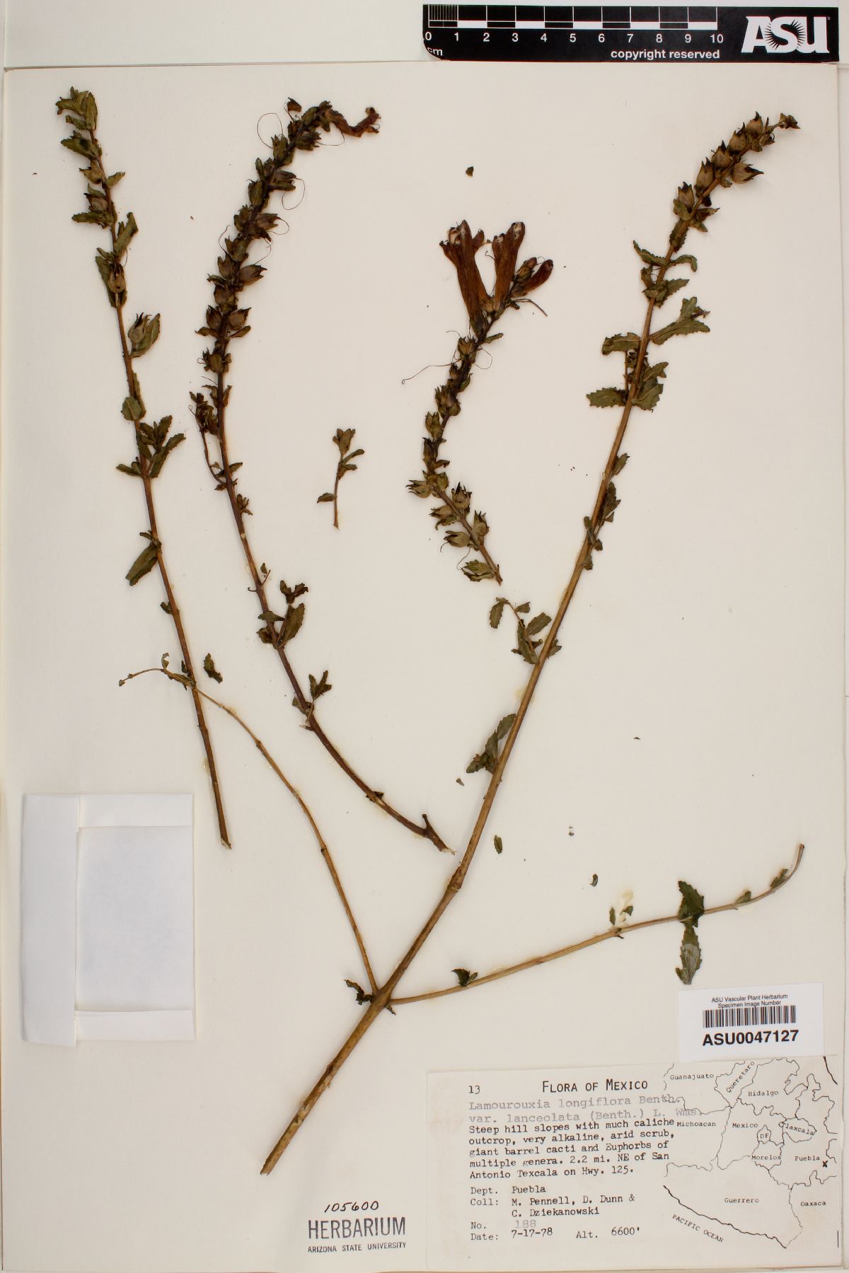 Lamourouxia longiflora image