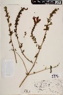 Lamourouxia longiflora image