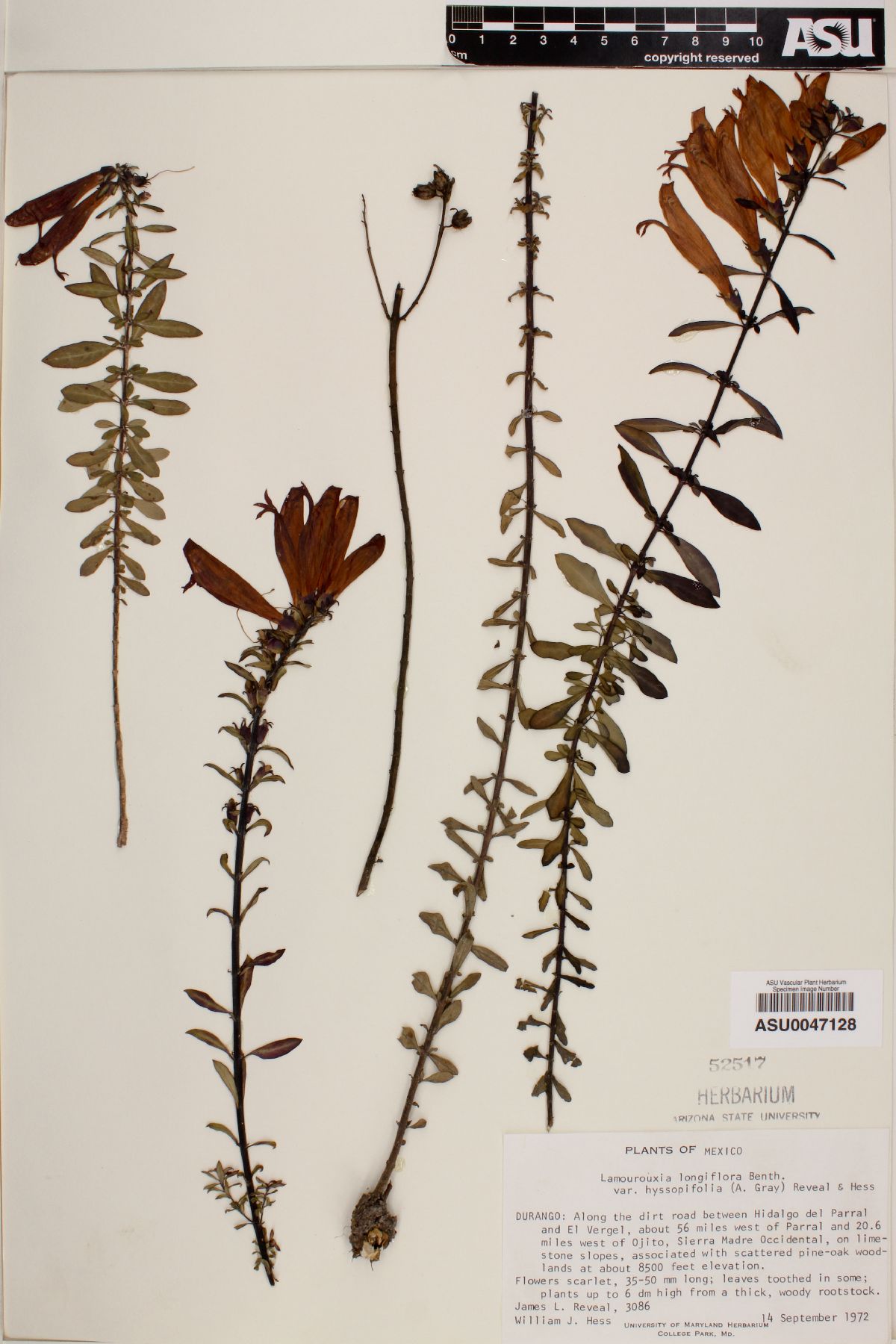 Lamourouxia longiflora image