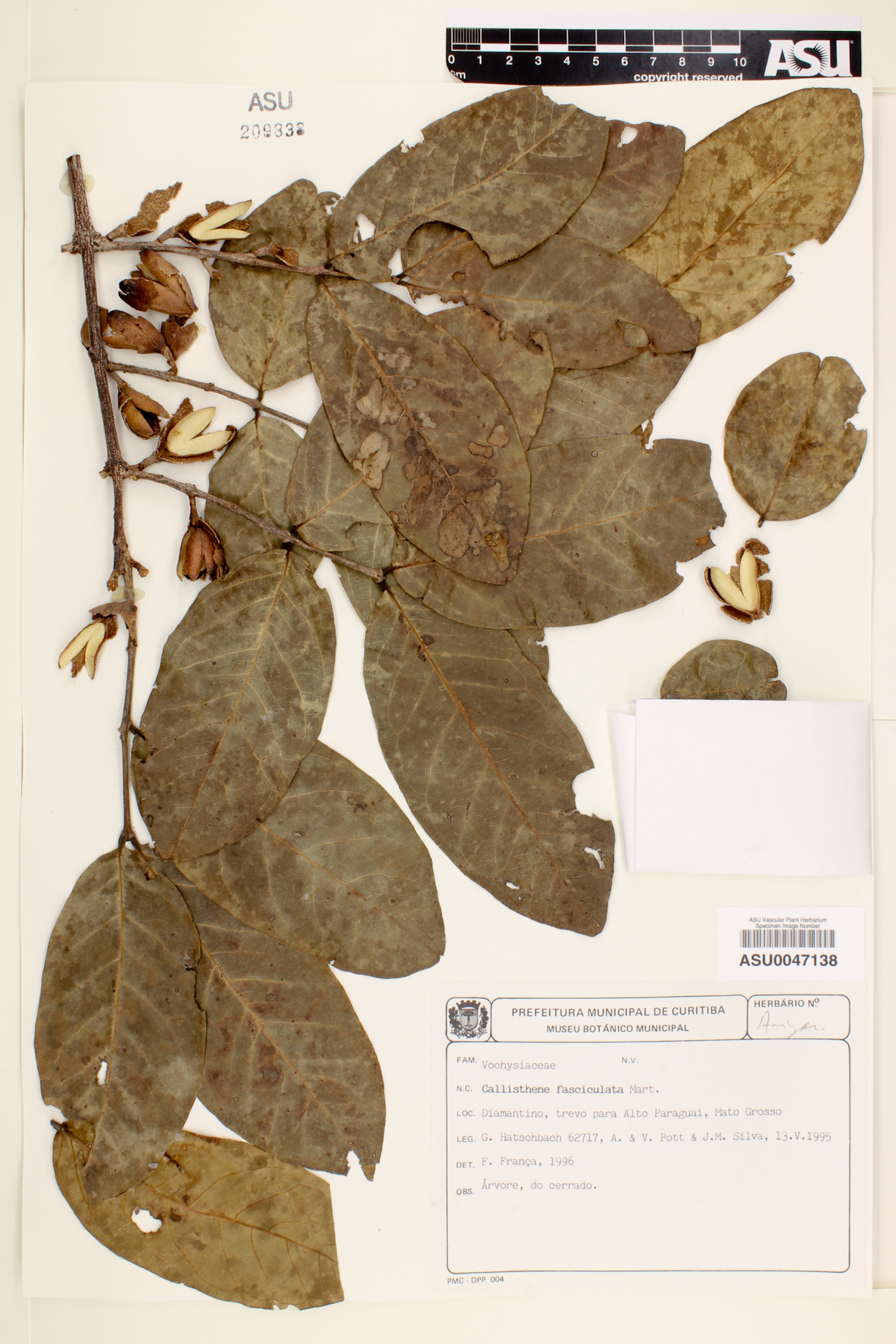 Callisthene fasciculata image