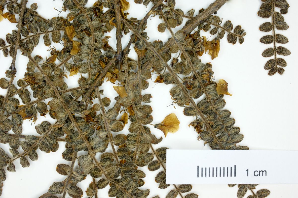 Callisthene microphylla image