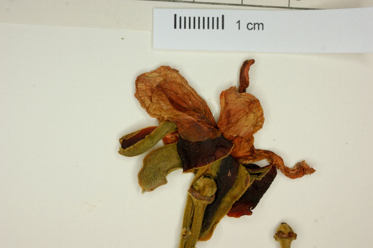 Salvertia image